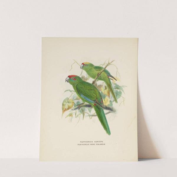 Platycercus auriceps, Platycercus Nove Zealandiae by John Gerrard Keulemans