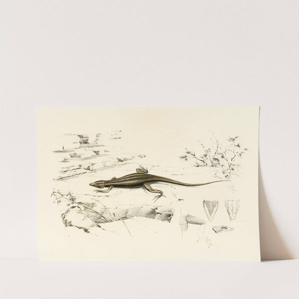 Platysaurus Capensis by Sir Andrew Smith
