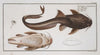 Platystacus cotylephorus, The Aspread.