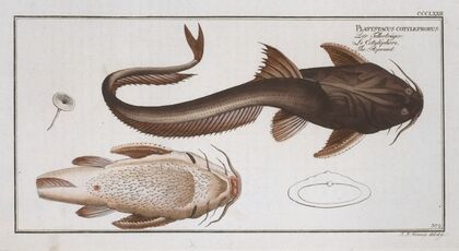 Platystacus cotylephorus, The Aspread.
