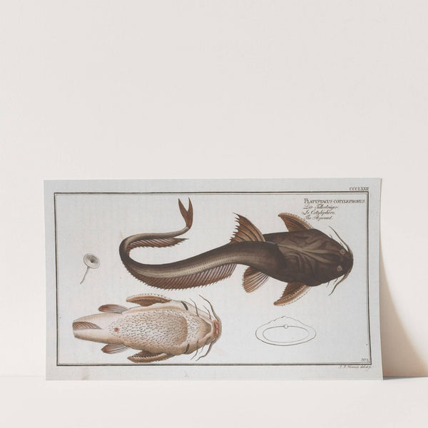 Platystacus cotylephorus, The Aspread. (1785-1797) by Marcus Elieser Bloch