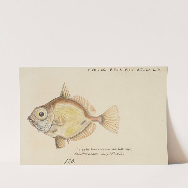 Platystethus abbrevatus (1872) by Frank Edward Clarke