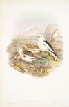 Plectrophanes nivalis. Snow Bunting, or Snowflake. (1862-1873)