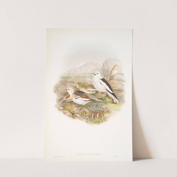 Plectrophanes nivalis. Snow Bunting, or Snowflake. (1862-1873) by John Gould