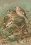 Plectrophenax nivalis, Calcarius lapponicus