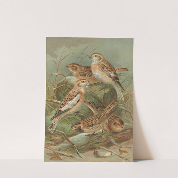 Plectrophenax nivalis, Calcarius lapponicus by Johann Friedrich Naumann