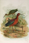 Plegadis falcinellus