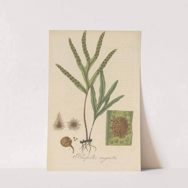 Pleopeltis angusta by William Jackson Hooker