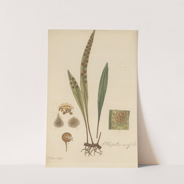 Pleopeltis ensifolia by William Jackson Hooker