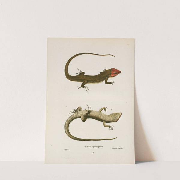 Plestiodon erythrocephalus. by John Edwards Holbrook