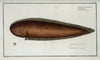 Pleuronectes bilineatus.