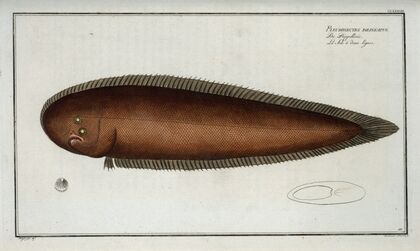 Pleuronectes bilineatus.