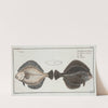 Pleuronectes Flesus, The Flounder. (1785-1797) by Marcus Elieser Bloch