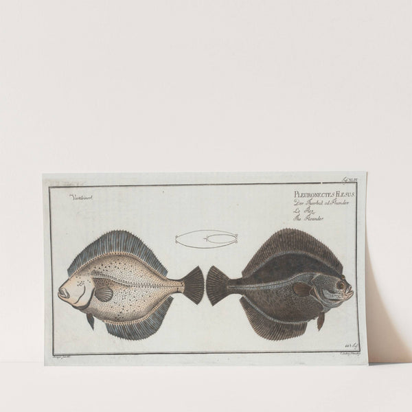 Pleuronectes Flesus, The Flounder. (1785-1797) by Marcus Elieser Bloch