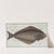 Pleuronectes Hippoglossus, The Holybut. (1785-1797) by Marcus Elieser Bloch