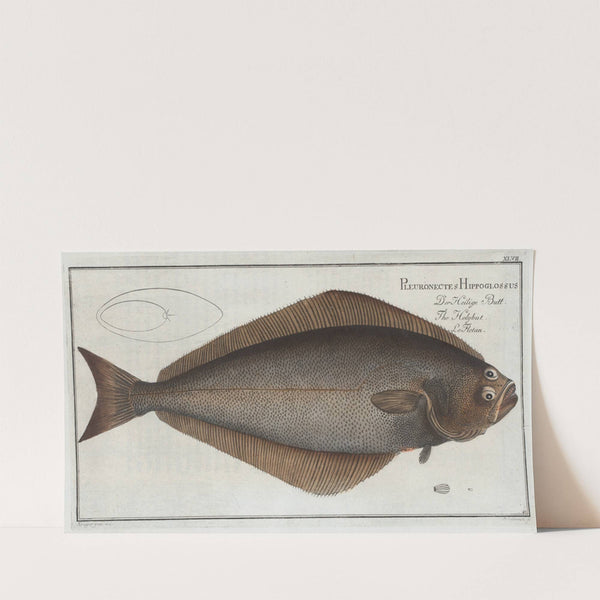 Pleuronectes Hippoglossus, The Holybut. (1785-1797) by Marcus Elieser Bloch