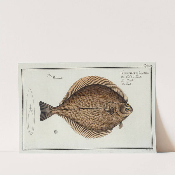 Pleuronectes Limanda, The Dab. by Marcus Elieser Bloch