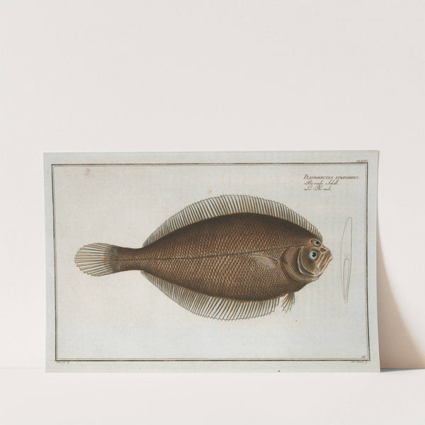 Pleuronectes limandoides. by Marcus Elieser Bloch