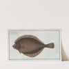 Pleuronectes Passser, The Left-Flounder. (1785-1797) by Marcus Elieser Bloch