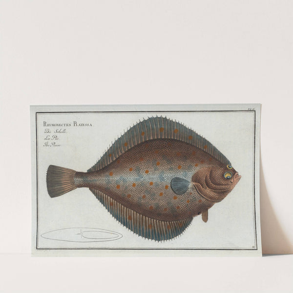 Pleuronectes Platessa, The Plaise. by Marcus Elieser Bloch