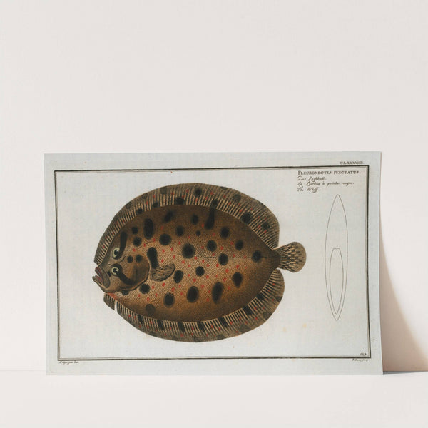 Pleuronectes punctatus, The Whiff. by Marcus Elieser Bloch