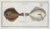 Pleuronectes Rhombus, The Pearl.