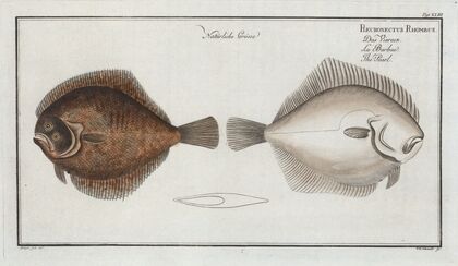 Pleuronectes Rhombus, The Pearl.