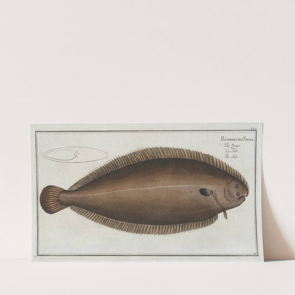 Pleuronectes Solea, The Sole. (1785-1797) by Marcus Elieser Bloch