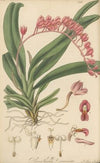 Pleurothallis coccinea