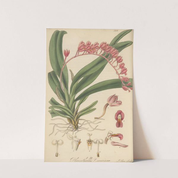 Pleurothallis coccinea by William Jackson Hooker