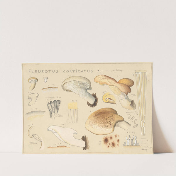 Pleurotus corticatus Fr. (1915-1945) by Hans Walty