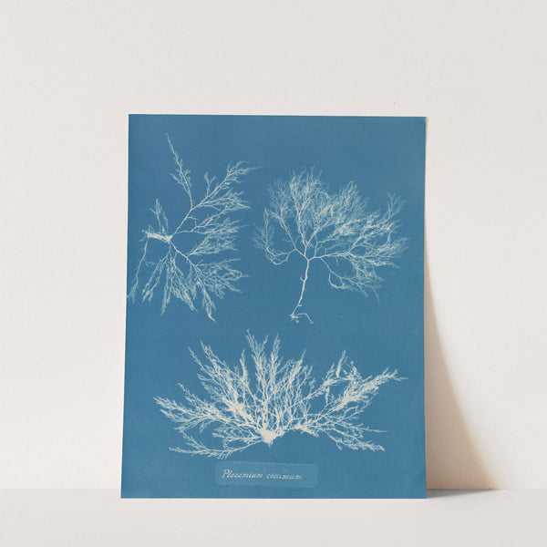 Plocamium coccineum (1843-1853) by Anna Atkins