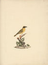 Ploceus ocularis (Spectacled Weaver)