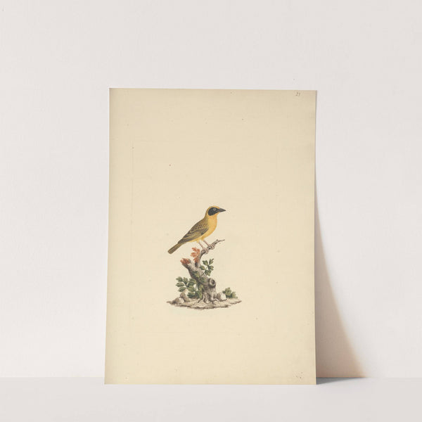 Ploceus ocularis (Spectacled Weaver) by Luigi Balugani