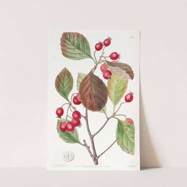 Plum-leaved Thorn by Sydenham Edwards