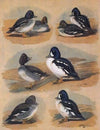 Plumages Of Barrow’s Golden-Eye