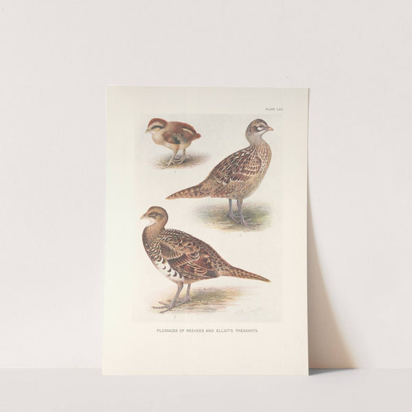 Plumages of Reeves’s and Elliot’s Pheasants (1918-1922) by Henrik Gronvold