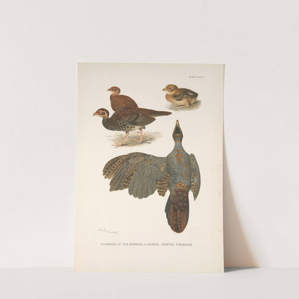 Plumages of the Bornean and Siamese Crested Fireback (Lophura ignita and Lophura diardi). (1918-1922) by Henrik Gronvold