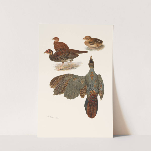 Plumages Of The Bornean And Siamese Crested Firebacks by Henrik Gronvold