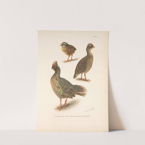 Plumages of the Himalayan Blood Partridge. (1918-1922) by Henrik Gronvold