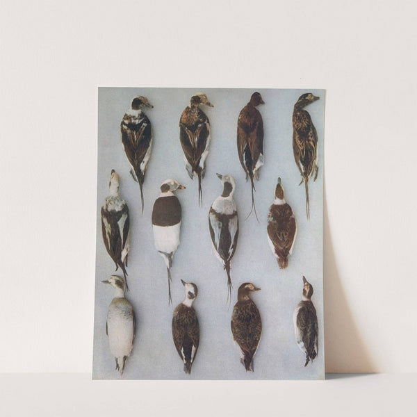 Plumages Of The Long-Tailed Duck (Adult Males and Adult Females) by John Guille Millais