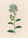 Plumbago auriculata (1818-1824)