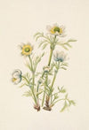 Phlox (Phlox caespitosa) (1937)