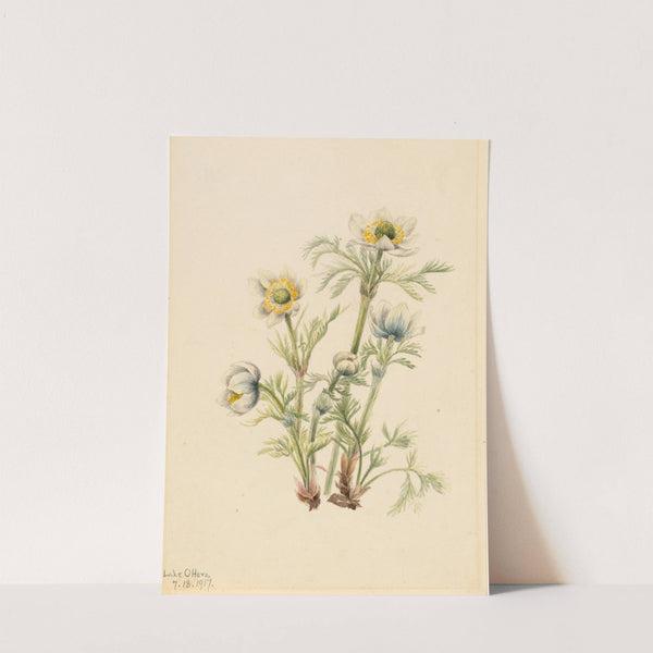 Plume Anemone (Pulsatilla occidentalis) (1917) by Mary Vaux Walcott