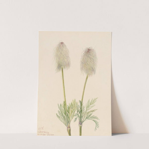 Plume Anemone (Pulsatilla occidentalis) (1923) by Mary Vaux Walcott