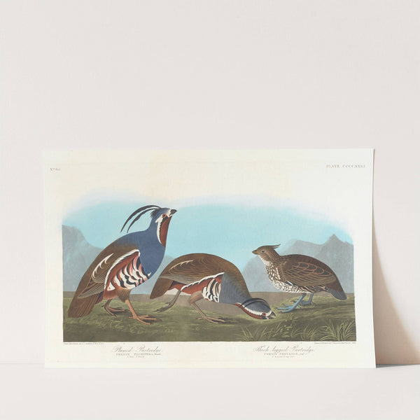 Plumed partridge. Thick-legged partridge (1827–1838) by John James Audubon