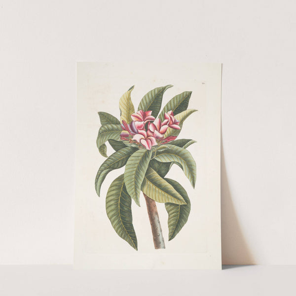 Plumeria by Mark Catesby