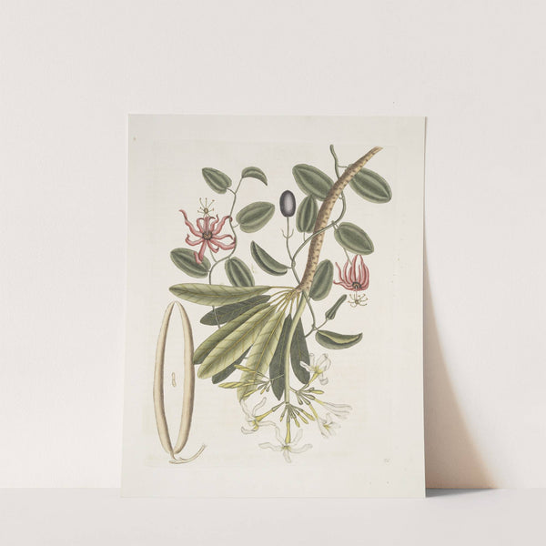 Plumeria &c.; Grandilla &c. by Mark Catesby