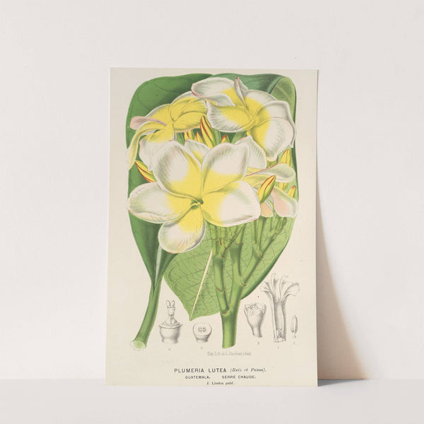 Plumeria lutea by Charles Antoine Lemaire