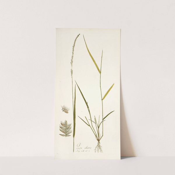 Poa ciliaris by Nikolaus Joseph Freiherr von Jacquin